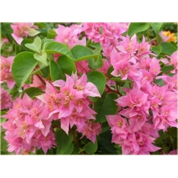 Nasiona Bugenwilla mix szt.3 Nxx185