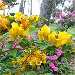 Nasiona Bugenwilla żółta pnącze szt.3 Nxx568