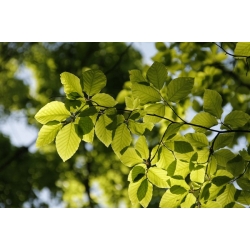 nasiona Buk pospolity Fagus silvatica szt5 Fore195