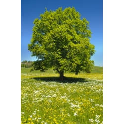 nasiona Buk pospolity Fagus silvatica szt5 Fore195