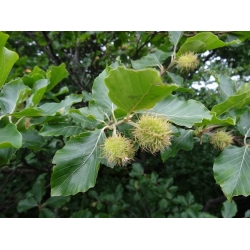 nasiona Buk pospolity Fagus silvatica szt5 Fore195