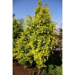 nasiona Buk pospolity Fagus silvatica szt5 Fore195