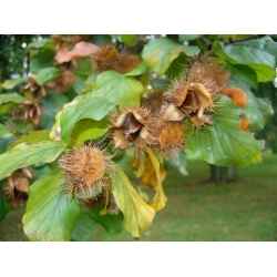 nasiona Buk pospolity Fagus silvatica szt5 Fore195