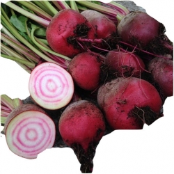 Nasiona Burak czerwono-biały jadalny szt.10 N575