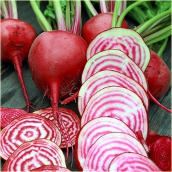 Nasiona Burak czerwono-biały jadalny szt.10 Nxx575