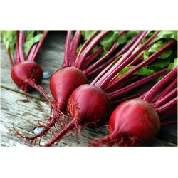 Nasiona Burak czerwono-biały jadalny szt.10 Nxx575