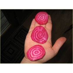 Nasiona Burak czerwono-biały jadalny szt.10 Nxx575