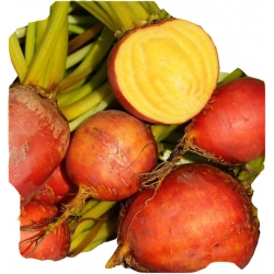 Nasiona Burak żółty jadalny szt.10 N576