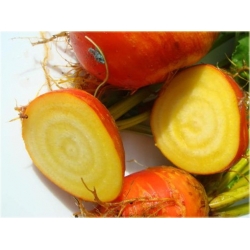 Nasiona Burak żółty jadalny szt.10 Nxx576