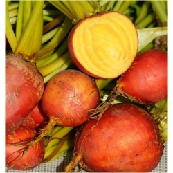 Nasiona Burak żółty jadalny szt.10 Nxx576