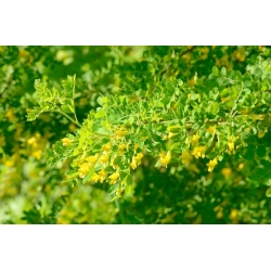 nasiona Karagana syberyjska Caragana arborescens szt5 Fore183