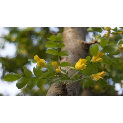 nasiona Karagana syberyjska Caragana arborescens szt5 Fore183