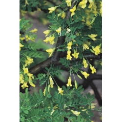 nasiona Karagana syberyjska Caragana arborescens szt5 Fore183