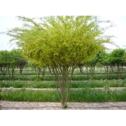 nasiona Karagana syberyjska Caragana arborescens szt5 Fore183