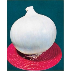 Nasiona Cebula biała słodka bez GMO szt.10 Nxx577