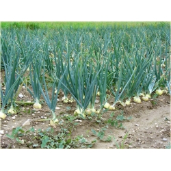 Nasiona Cebula biała słodka bez GMO szt.10 Nxx577