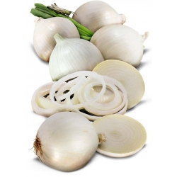Nasiona Cebula biała słodka bez GMO szt.10 Nxx577