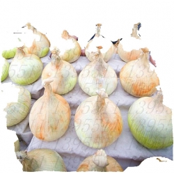 Nasiona Cebula gigant bez GMO szt.10 N189