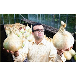 Nasiona Cebula gigant no GMO szt.10 Nxx189