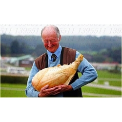 Nasiona Cebula gigant no GMO szt.10 Nxx189