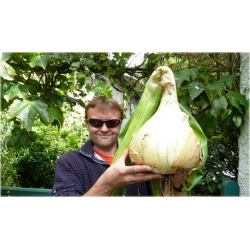 Nasiona Cebula gigant no GMO szt.10 Nxx189