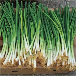 Nasiona Cebulka zielona drobna szt.5 Nxx335