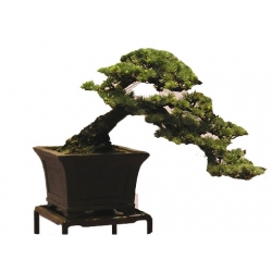 Nasiona Cedr na bonsai szt.4 N127