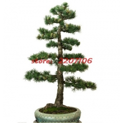 Nasiona Cedr na bonsai szt.4 Nxx127