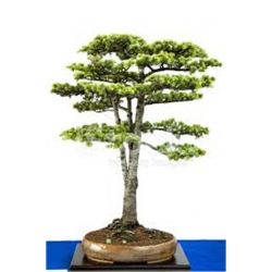 Nasiona Cedr na bonsai szt.4 Nxx127
