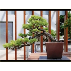 Nasiona Cedr na bonsai szt.4 Nxx127