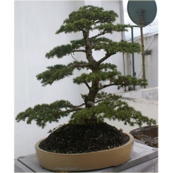 Nasiona Cedr na bonsai szt.4 Nxx127