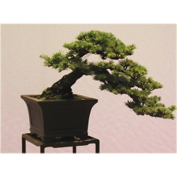 Nasiona Cedr na bonsai szt.4 Nxx127