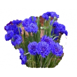 Nasiona Chaber bławatek szt.10 N73