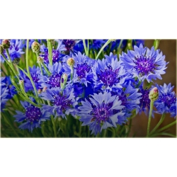 Nasiona Chaber bławatek szt.10 Nxx73