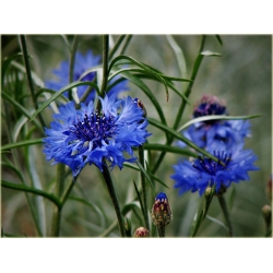 Nasiona Chaber bławatek szt.10 Nxx73