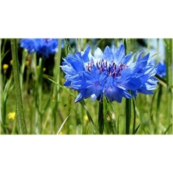 Nasiona Chaber bławatek szt.10 Nxx73