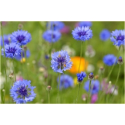 Nasiona Chaber bławatek szt.10 Nxx73