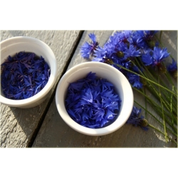 Nasiona Chaber bławatek szt.10 Nxx73