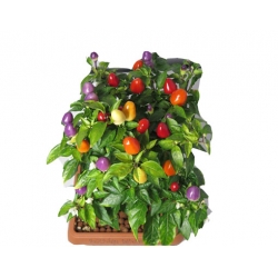 Nasiona Papryka Tęcza szt.5 N18