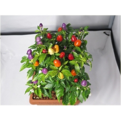 Nasiona Papryka Tęcza szt.5 Nxx18