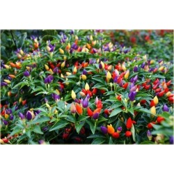 Nasiona Papryka Tęcza szt.5 Nxx18