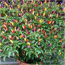 Nasiona Papryka Tęcza szt.5 Nxx18