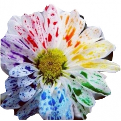 Nasiona Chryzantema akwarela mix szt.5 N474