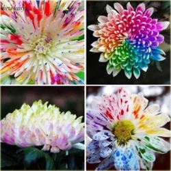 Nasiona Chryzantema akwarela mix szt.5 Nxx474