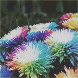 Nasiona Chryzantema akwarela mix szt.5 Nxx474