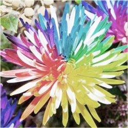 Nasiona Chryzantema akwarela mix szt.5 Nxx474