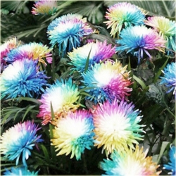 Nasiona Chryzantema akwarela mix szt.5 Nxx474