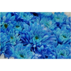 Nasiona Chryzantema niebieska szt.5 Nxx310