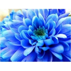 Nasiona Chryzantema niebieska szt.5 Nxx310