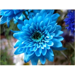 Nasiona Chryzantema niebieska szt.5 Nxx310